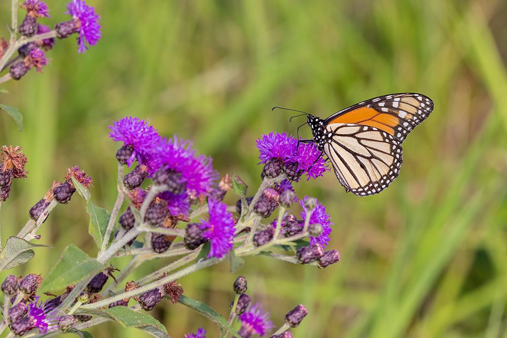 Monarch on Missouri Ironweed art print by Richard and Susan Day for $57.95 CAD