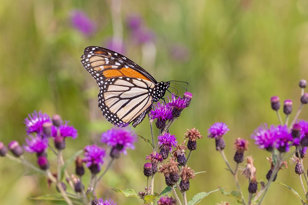 Monarch on Missouri Ironweed art print by Richard and Susan Day for $57.95 CAD