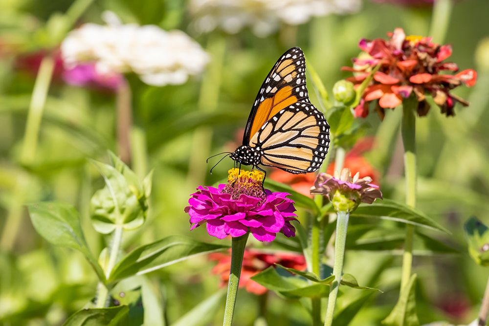 Monarch on zinnia art print by Richard and Susan Day for $57.95 CAD