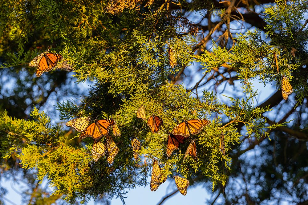 Monarchs gathering to roost in Cedar tree during migration south art print by Richard and Susan Day for $57.95 CAD