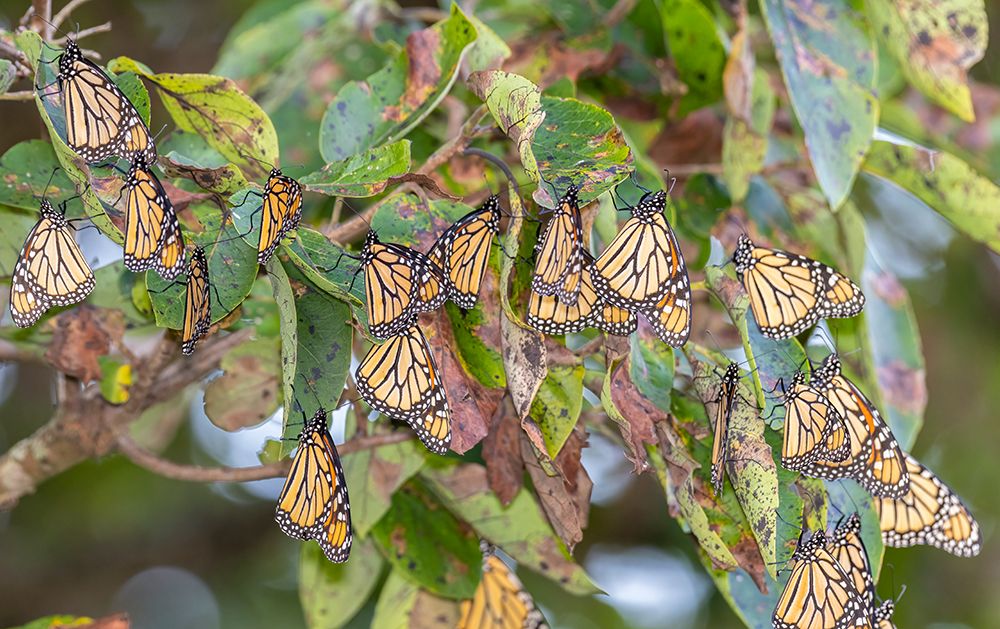 Monarchs gathering to roost in tree during migration south art print by Richard and Susan Day for $57.95 CAD
