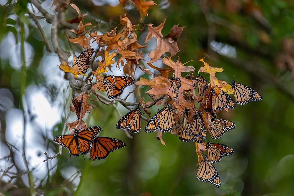 Monarchs gathering to roost in tree during migration south art print by Richard and Susan Day for $57.95 CAD