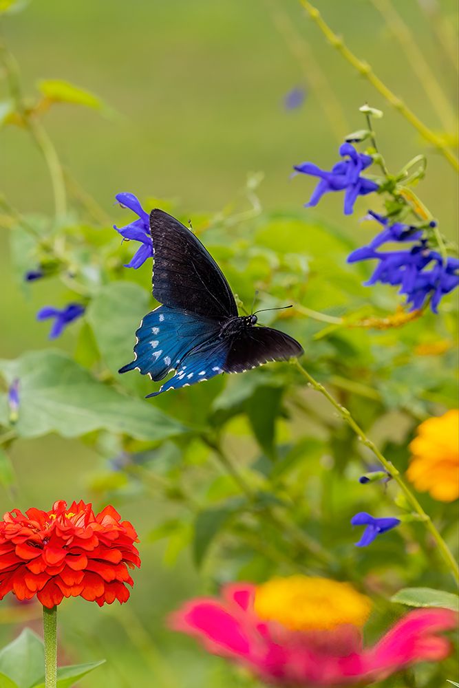 Pipevine swallowtail flying art print by Richard and Susan Day for $57.95 CAD