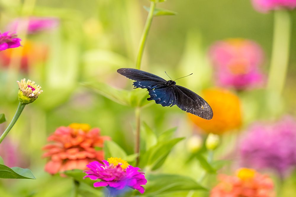 Pipevine swallowtail male flying over zinnia art print by Richard and Susan Day for $57.95 CAD