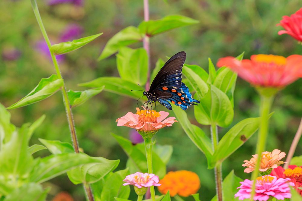 Pipevine swallowtail on zinnia art print by Richard and Susan Day for $57.95 CAD