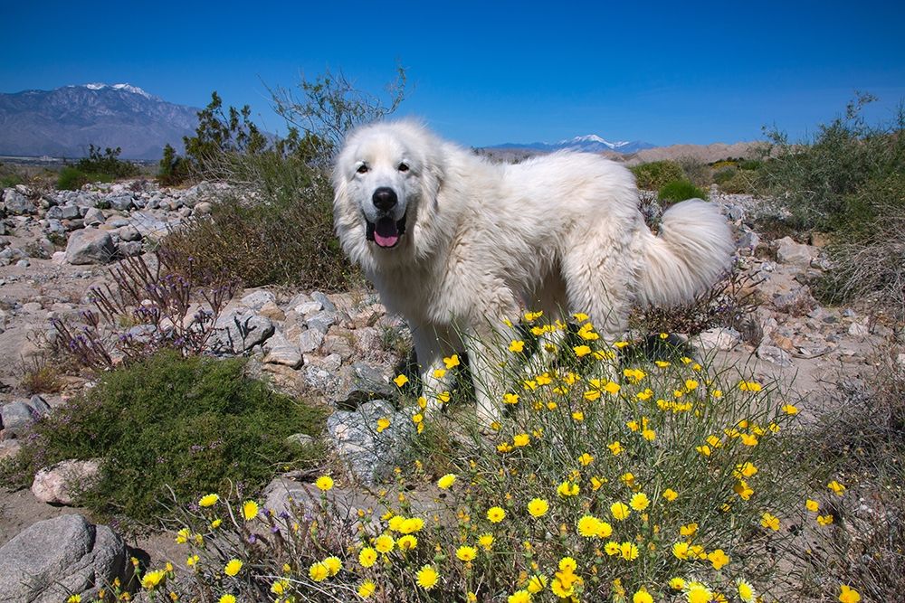 Great Pyrenees in the Colorado Desert art print by Zandina Muench Beraldo for $57.95 CAD