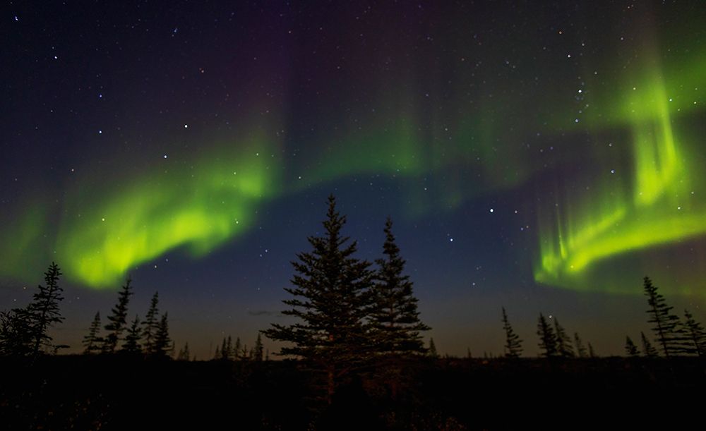 Aurora Borealis as seen through the Boreal Forest in Northern Manitoba art print by Ken Archer for $57.95 CAD