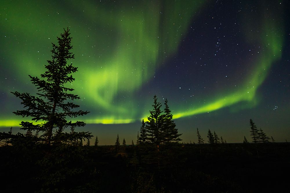 Aurora Borealis, the mystical night lights of the far north Boreal Forest art print by Ken Archer for $57.95 CAD