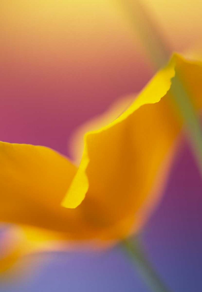 Abstract close-up of poppy flower art print by Steve Satushek for $57.95 CAD