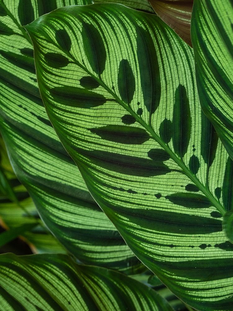 Fiji-Vanua Levu Back-lit green leaves showing veins art print by Merrill Images for $57.95 CAD