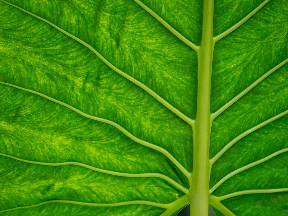 Fiji-Taveuni Island Back-lit close-up of a green leaf showing veins art print by Merrill Images for $57.95 CAD