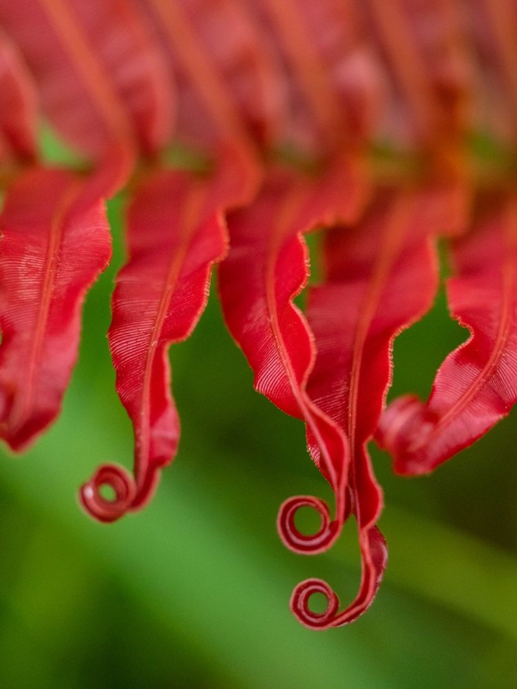 Fiji-Taveuni Island Close-up of a red-tipped Fern art print by Merrill Images for $57.95 CAD