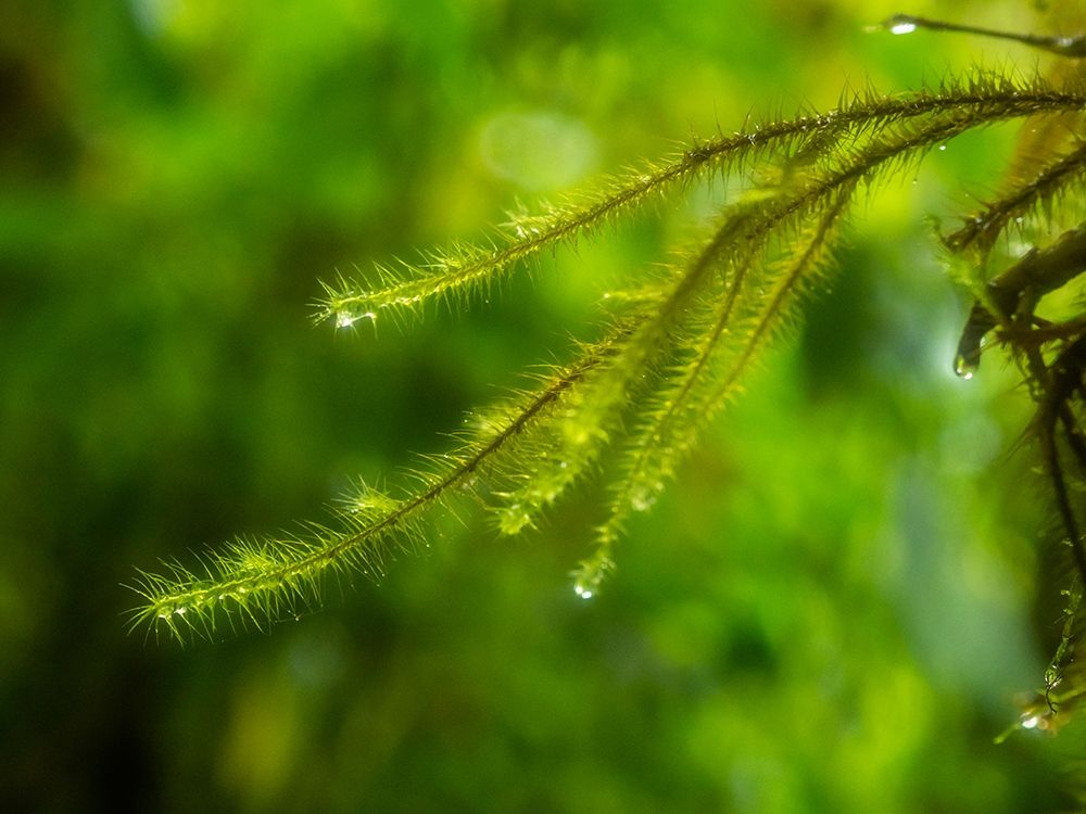 Fiji-Taveuni Island Close-up of a small fern with water drops art print by Merrill Images for $57.95 CAD