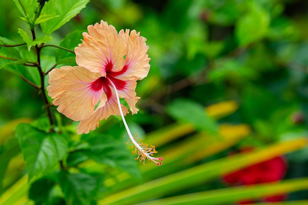 Kingdom of Tonga. Peach colored hibiscus flower. art print by Cindy Miller Hopkins for $57.95 CAD