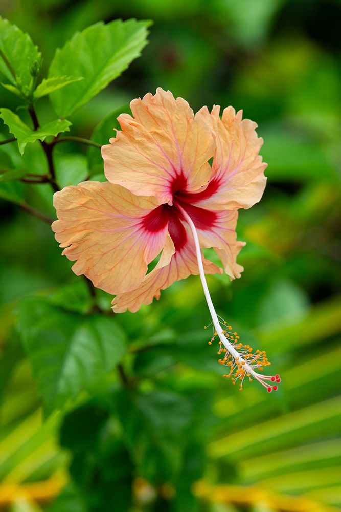 Kingdom of Tonga. Peach colored hibiscus flower. art print by Cindy Miller Hopkins for $57.95 CAD