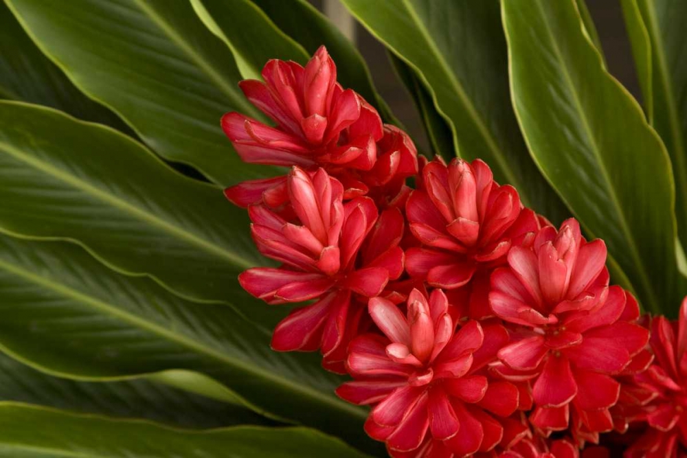 French Polynesia Tropical native flowers art print by Wendy Kaveney for $57.95 CAD