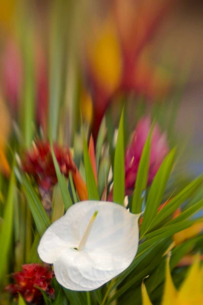 French Polynesia Tropical flower arrangement art print by Wendy Kaveney for $57.95 CAD