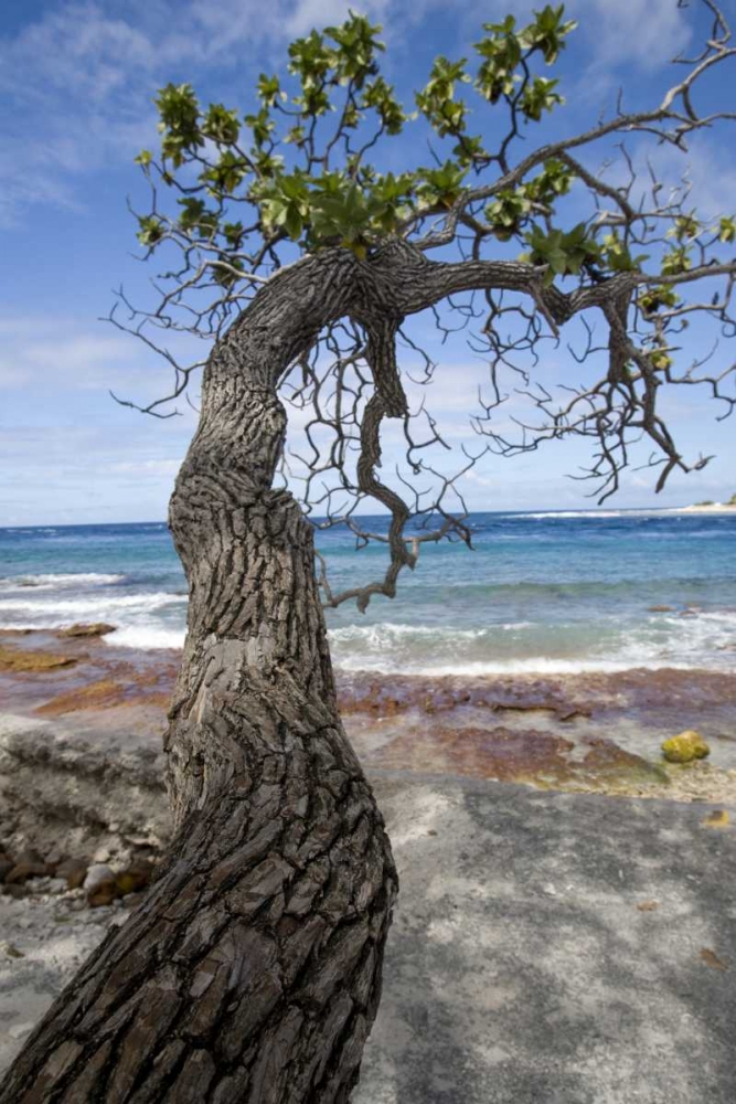 French Polynesia, Rangiroa Tree over the beach art print by Wendy Kaveney for $57.95 CAD