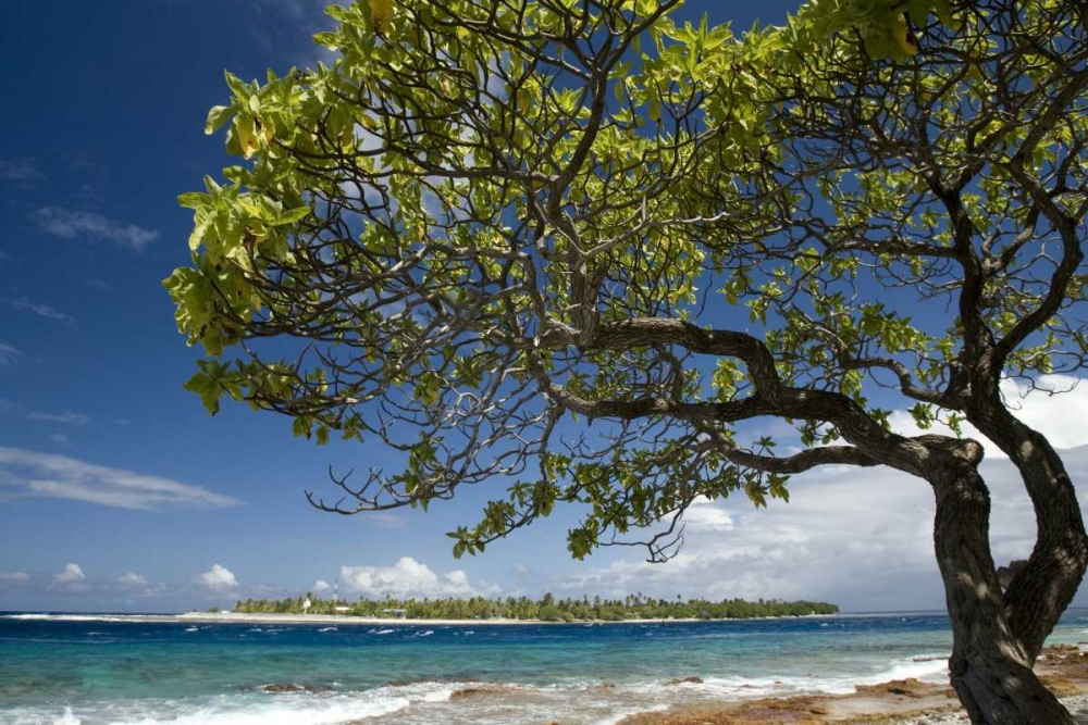 French Polynesia, Rangiroa Tree on the shore art print by Wendy Kaveney for $57.95 CAD
