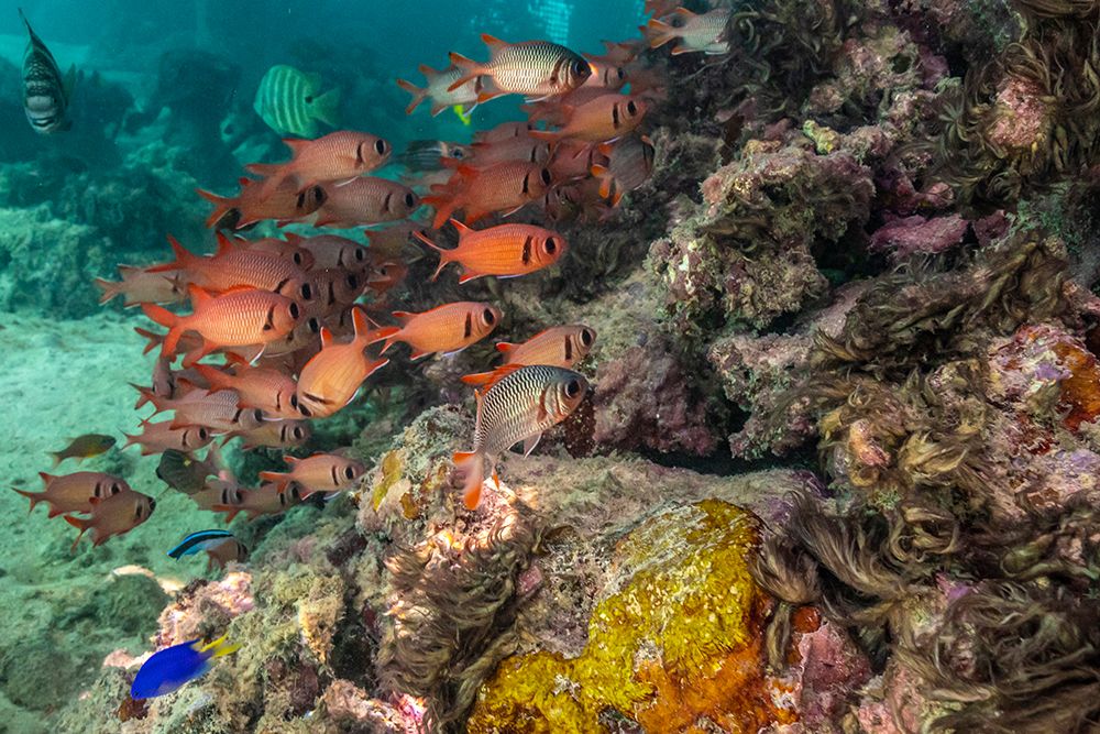 French Polynesia- Moorea. School of soldierfish and coral. art print by Jaynes Gallery for $57.95 CAD