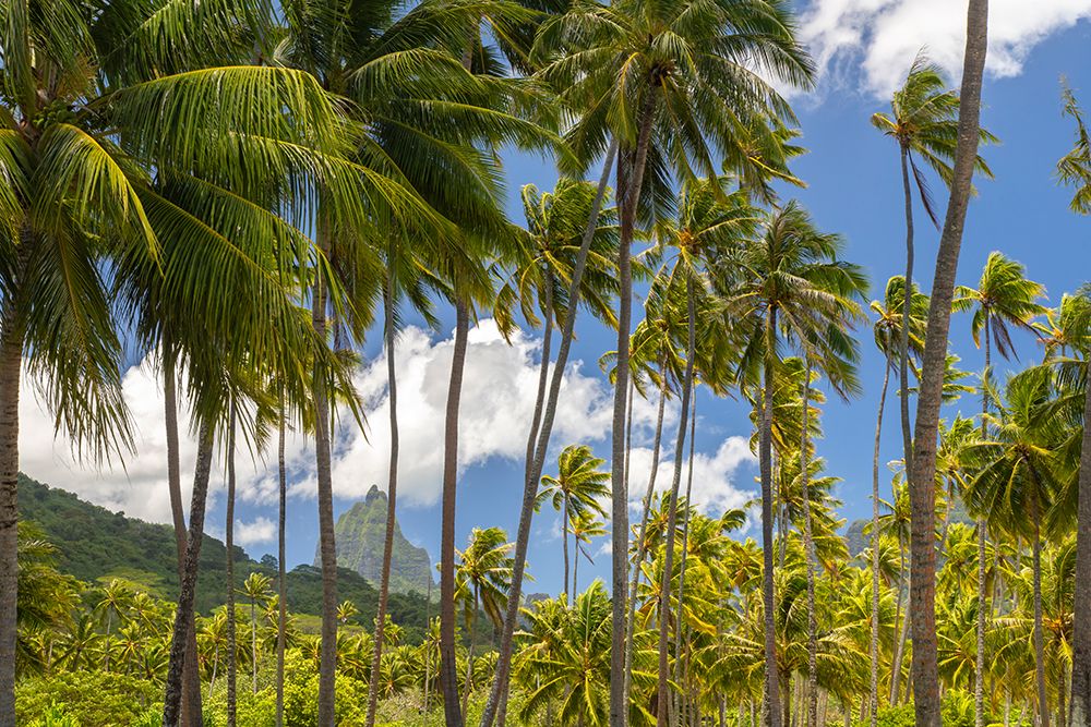French Polynesia- Moorea. Bali Hai mountain and palm trees. art print by Jaynes Gallery for $57.95 CAD