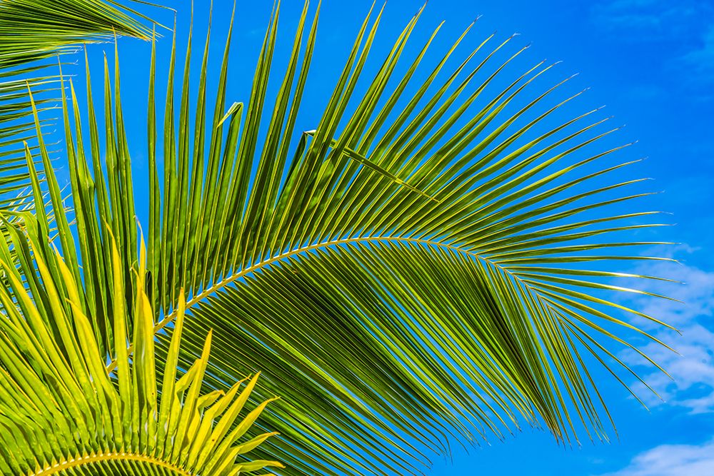Green palm fronds-Moorea-Tahiti-French Polynesia art print by William Perry for $57.95 CAD