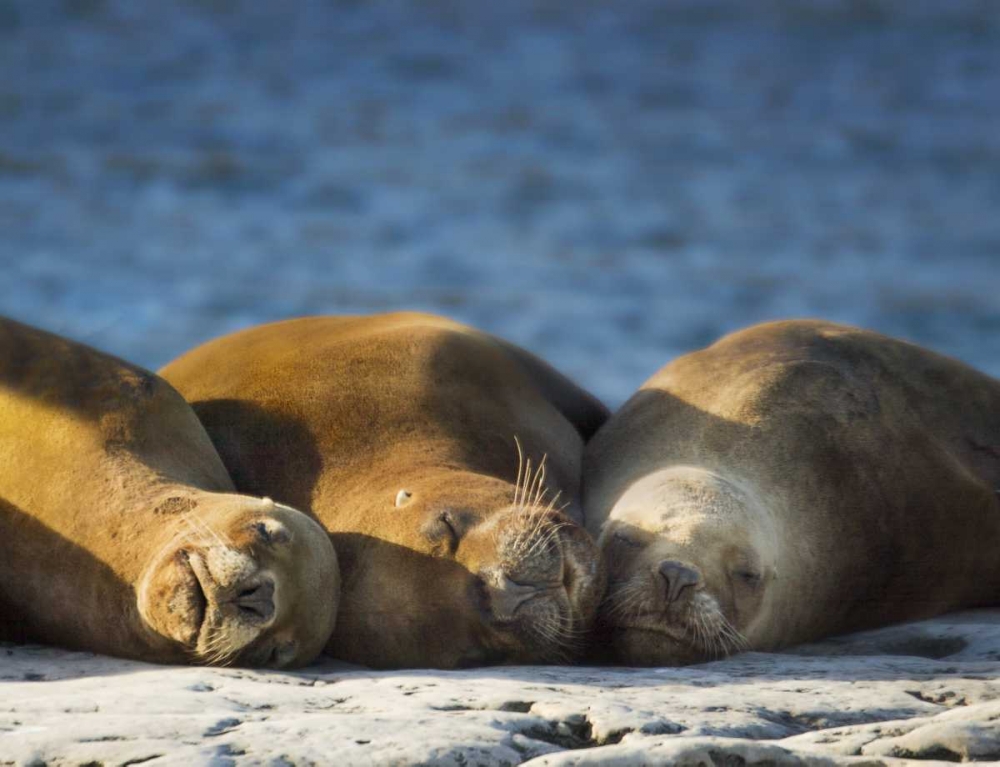 Argentina, Chubut Three sleeping sea lions art print by Wendy Kaveney for $57.95 CAD