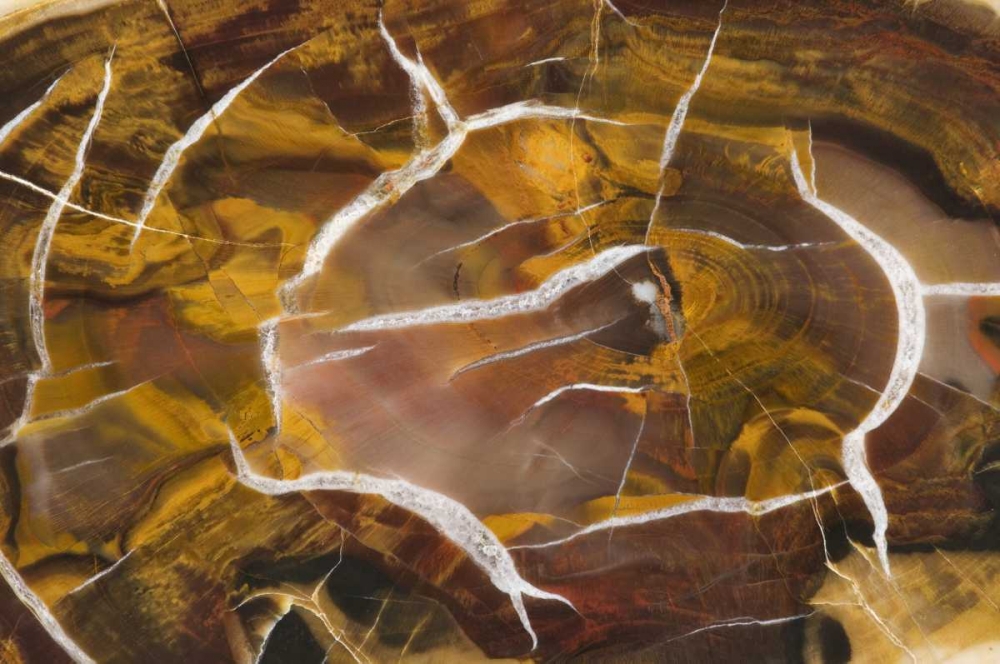 Argentina Close-up of petrified wood art print by Dennis Kirkland for $57.95 CAD