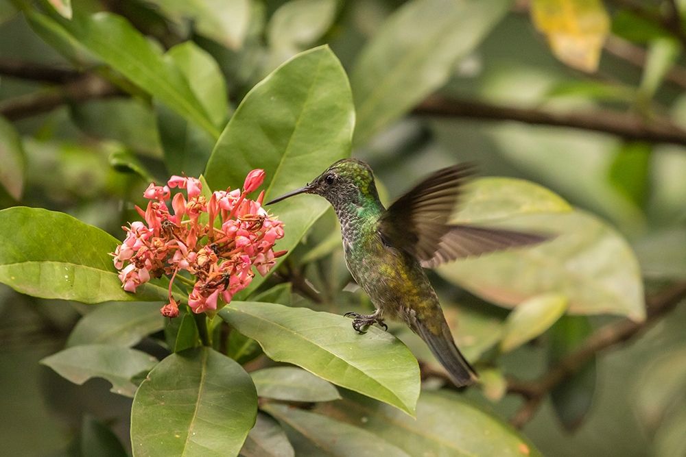 Argentina-Puerto Iguazu-Jardin de los Picaflores Versicolored emerald hummingbird feeding art print by Jaynes Gallery for $57.95 CAD