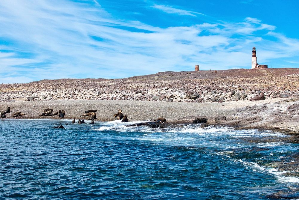 Argentina-Santa Cruz Puerto Deseado-Isla Pinguino (Penguin Island)-sea lions art print by Michele Molinari for $57.95 CAD