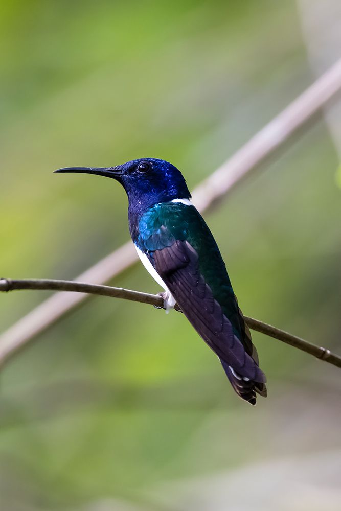 Belize-Central America-White-necked Jacobin-Feeding at Chan Chick Ecolodge art print by Tom Norring for $57.95 CAD