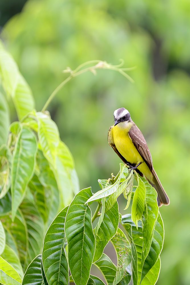 Belize-Central America-Tropical Kingbird art print by Tom Norring for $57.95 CAD