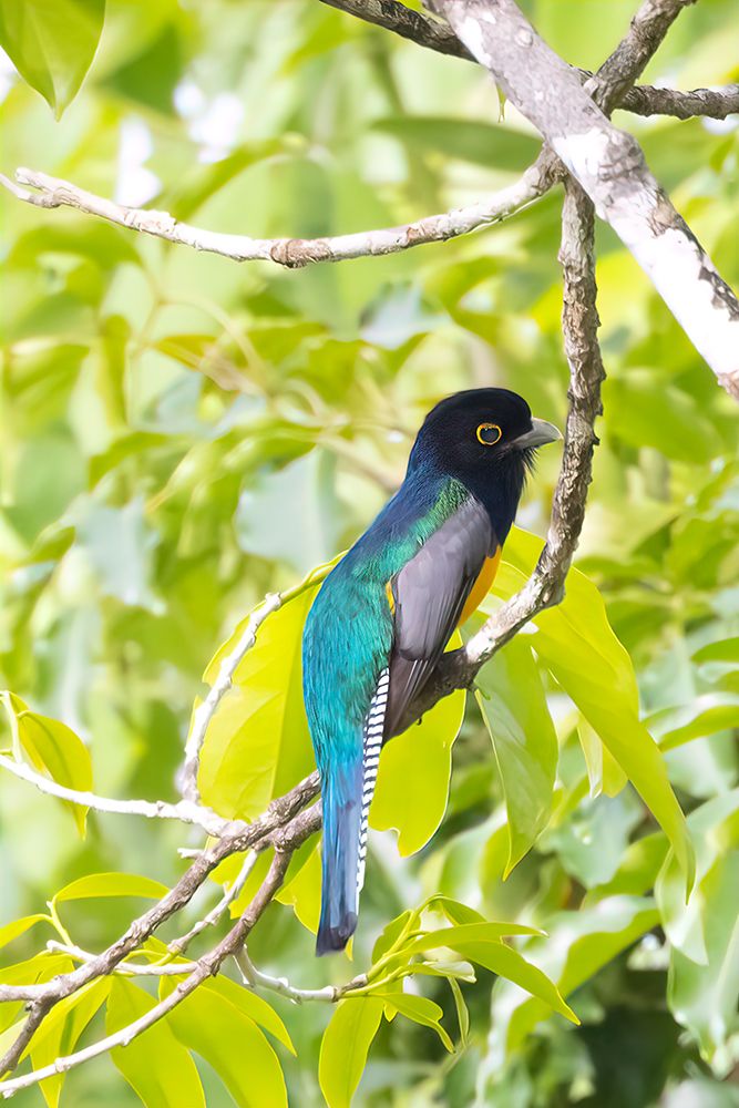 Belize-Central America-Gartered Trogon with iridescent bluish back art print by Tom Norring for $57.95 CAD
