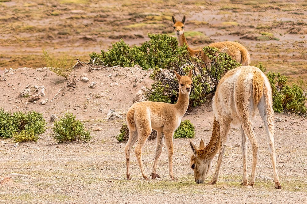 Bolivia, portrait of Vicuna family, a relation of the llama, protected by law throughout Bolivia. art print by Murray McCallum for $57.95 CAD