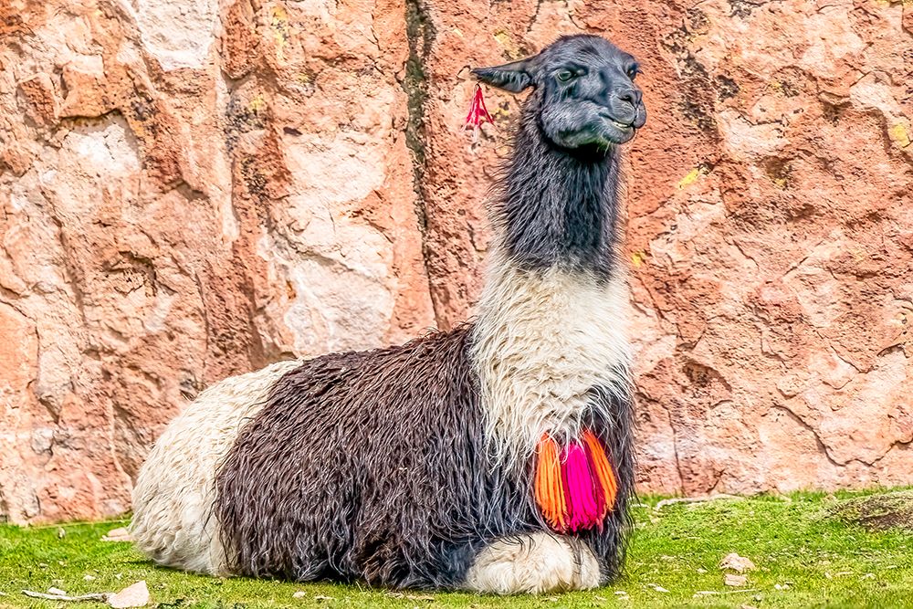 Desert oasis, Bolivia. Alpaca in the Altiplano desert with ownership necklace around his neck. art print by Murray McCallum for $57.95 CAD