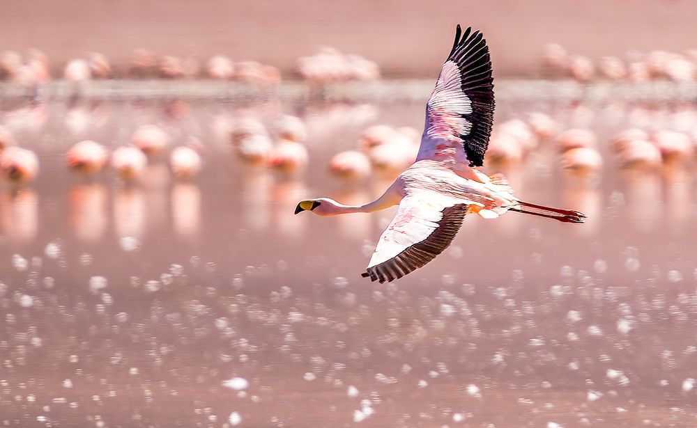 Bolivia, portrait of solitary Jamess Flamingo flying over Laguna Hedionda. art print by Murray McCallum for $57.95 CAD