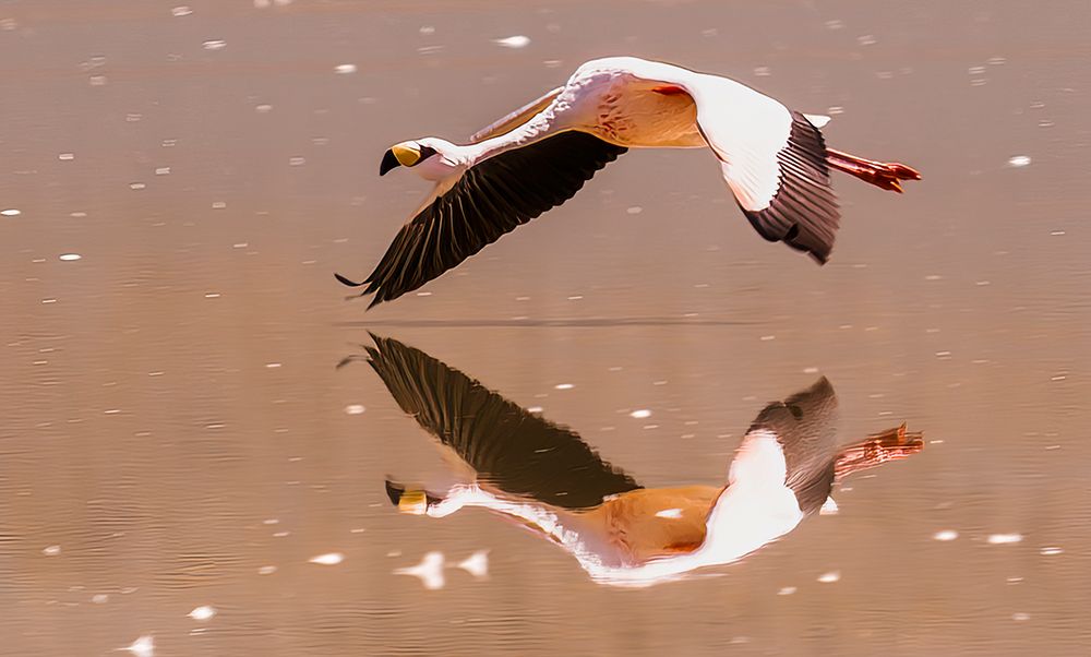 Bolivia. Close-up portrait of solitary Jamess Flamingo flying over Laguna Colorada. art print by Murray McCallum for $57.95 CAD