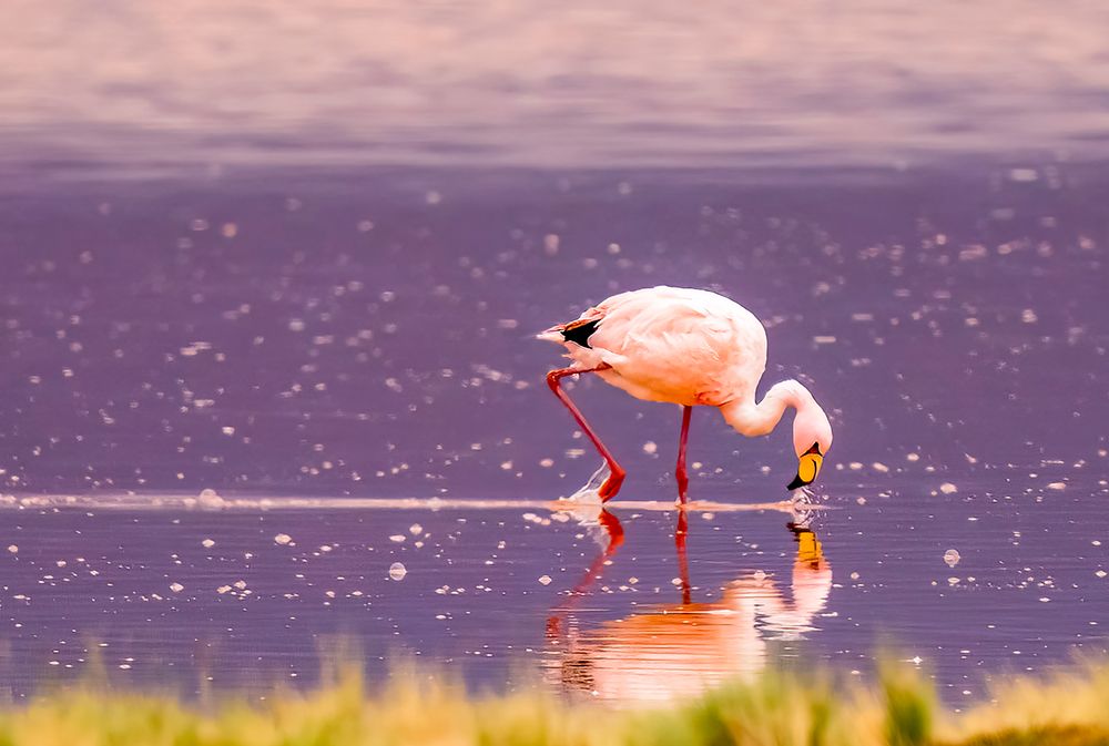 Bolivia, Jamess Flamingo feeding at sunset in Eduardo Avaroa Andean Fauna National Reserve. art print by Murray McCallum for $57.95 CAD