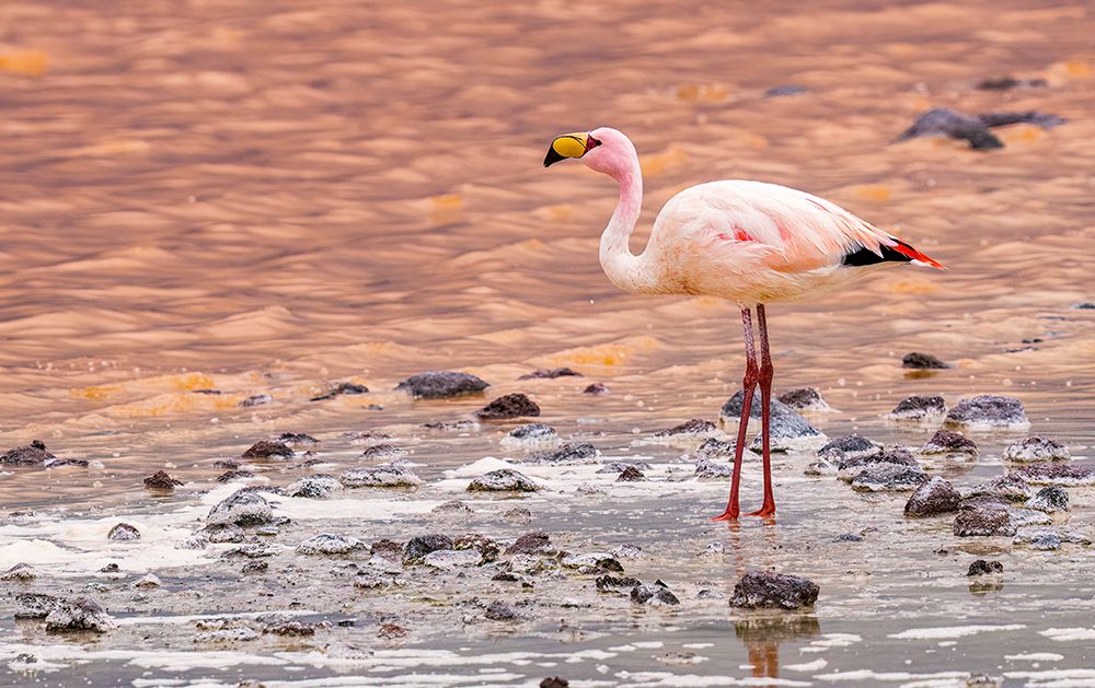 Bolivia, Jamess Flamingo feeding at sunset in Eduardo Avaroa Andean Fauna National Reserve. art print by Murray McCallum for $57.95 CAD
