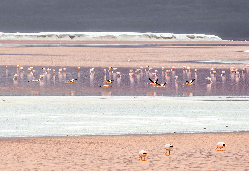 Bolivia, South America. Laguna Colorada, a 15,000 acres lake with a depth of only about one meter. art print by Murray McCallum for $57.95 CAD