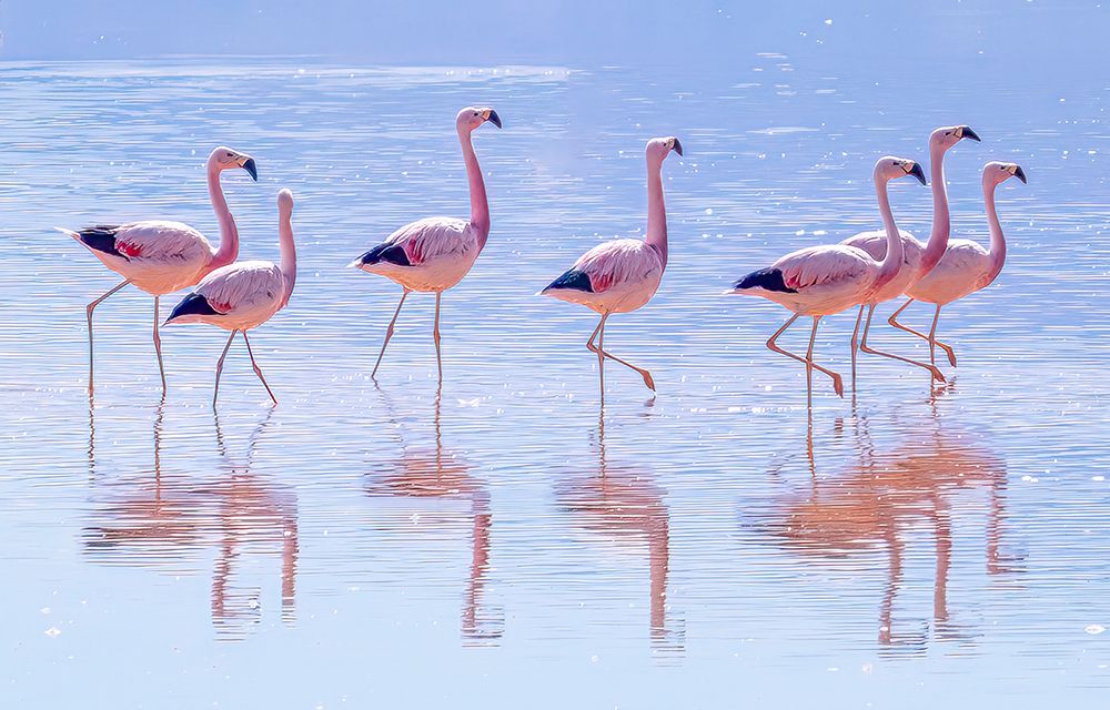 Laguna Colorada, Bolivia. Flock or stand of flamingo friends grazing for brine shrimp. art print by Murray McCallum for $57.95 CAD