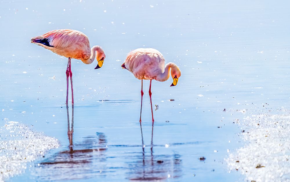 Bolivia, Jamess Flamingos searching for brine shrimp in the salty waters of Laguna Colorada. art print by Murray McCallum for $57.95 CAD
