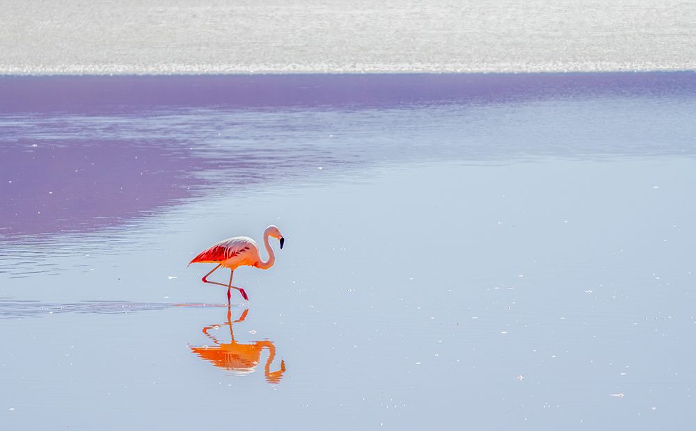 Bolivia. Andean Flamingo feeding on brine shrimp in the salty waters of Laguna Colorada. art print by Murray McCallum for $57.95 CAD