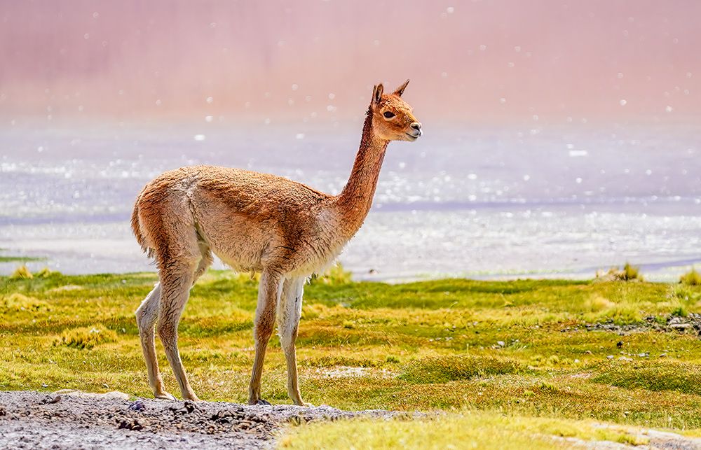 Bolivia. Close-up portrait of young, solitary Vicuna grazing near the shores of Laguna Colorada. art print by Murray McCallum for $57.95 CAD