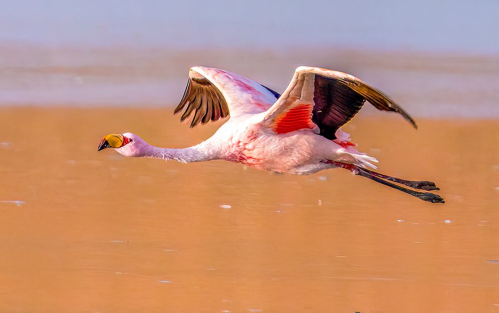 Bolivia, close-up portrait of Jamess Flamingo flying over the salty waters of Laguna Colorada. art print by Murray McCallum for $57.95 CAD