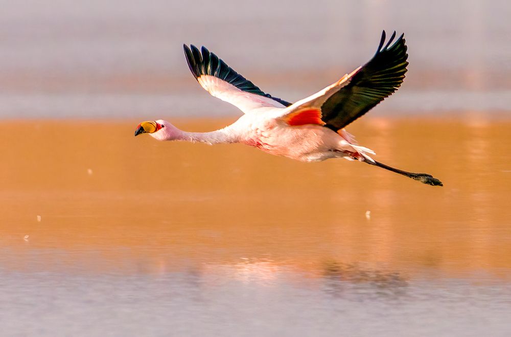 Bolivia, close-up portrait of Jamess Flamingo flying over the salty waters of Laguna Colorada. art print by Murray McCallum for $57.95 CAD