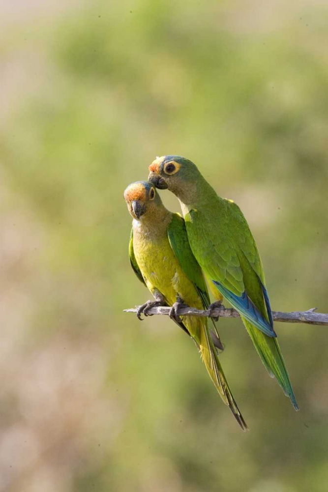 Brazil, Pantanal Peach-fronted parakeets on limb art print by Joanne Williams for $57.95 CAD