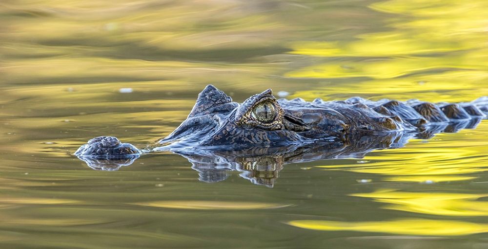 Brazil-Pantanal Jacare caiman reptile in water art print by Jaynes Gallery for $57.95 CAD