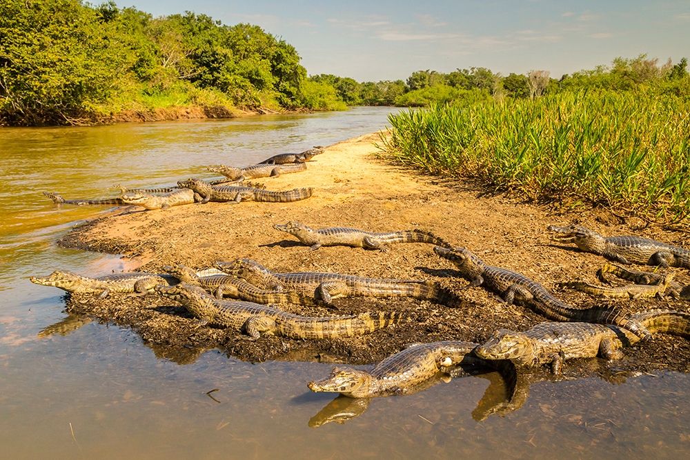 Brazil-Pantanal Group of jacare caiman reptiles and river  art print by Jaynes Gallery for $57.95 CAD