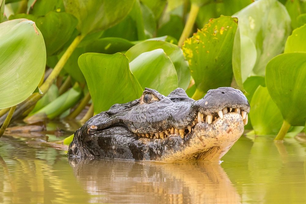 Brazil-Pantanal Jacare caiman reptile in water art print by Jaynes Gallery for $57.95 CAD